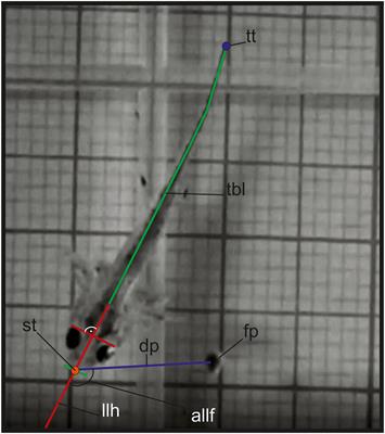 Ontogenetic Changes of the Aquatic Food Uptake Mode in the Danube Crested Newt (Triturus dobrogicus Kiritzescu 1903)